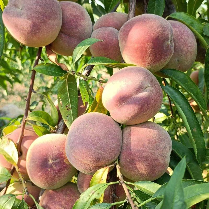 冬桃