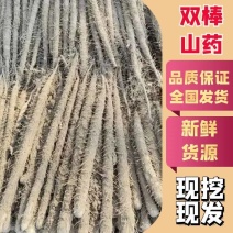 【热卖】精品内黄山药双棒麻山药基地产地直发质量保证