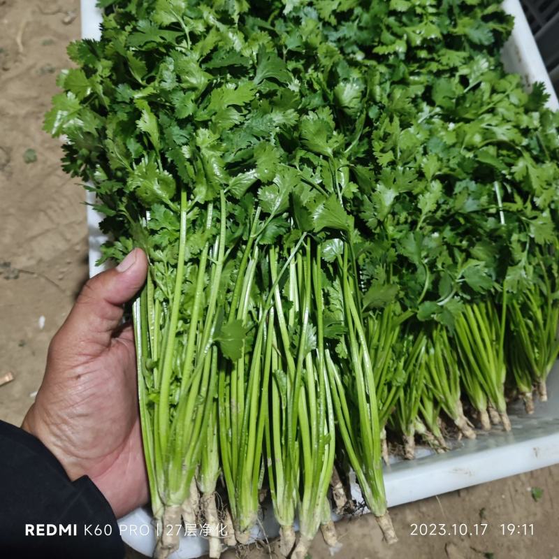 聊城铁杆青中叶香菜，按需包装社区团购，电商平台，欢迎来电