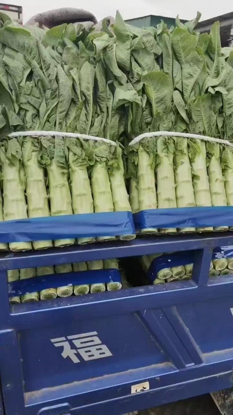 安徽宿州红尖叶莴笋大量供可视频看货质量保证
