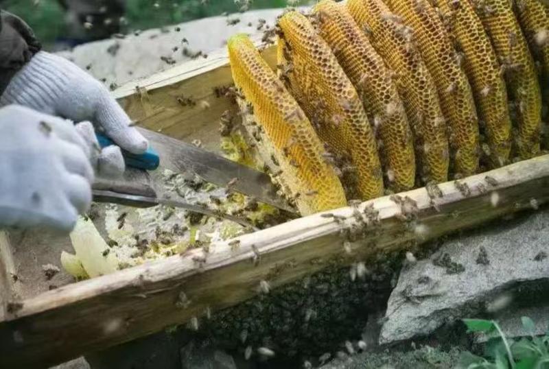 高山土蜂蜜精品蜂蜜价格优惠品质保证全国可发欢迎来电
