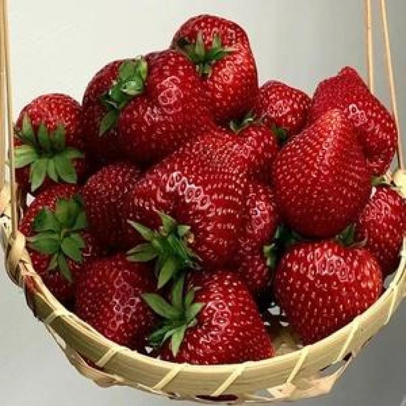 直销黑珍珠草莓苗黒巴拉隋珠甜宝红颜妙香七草莓苗