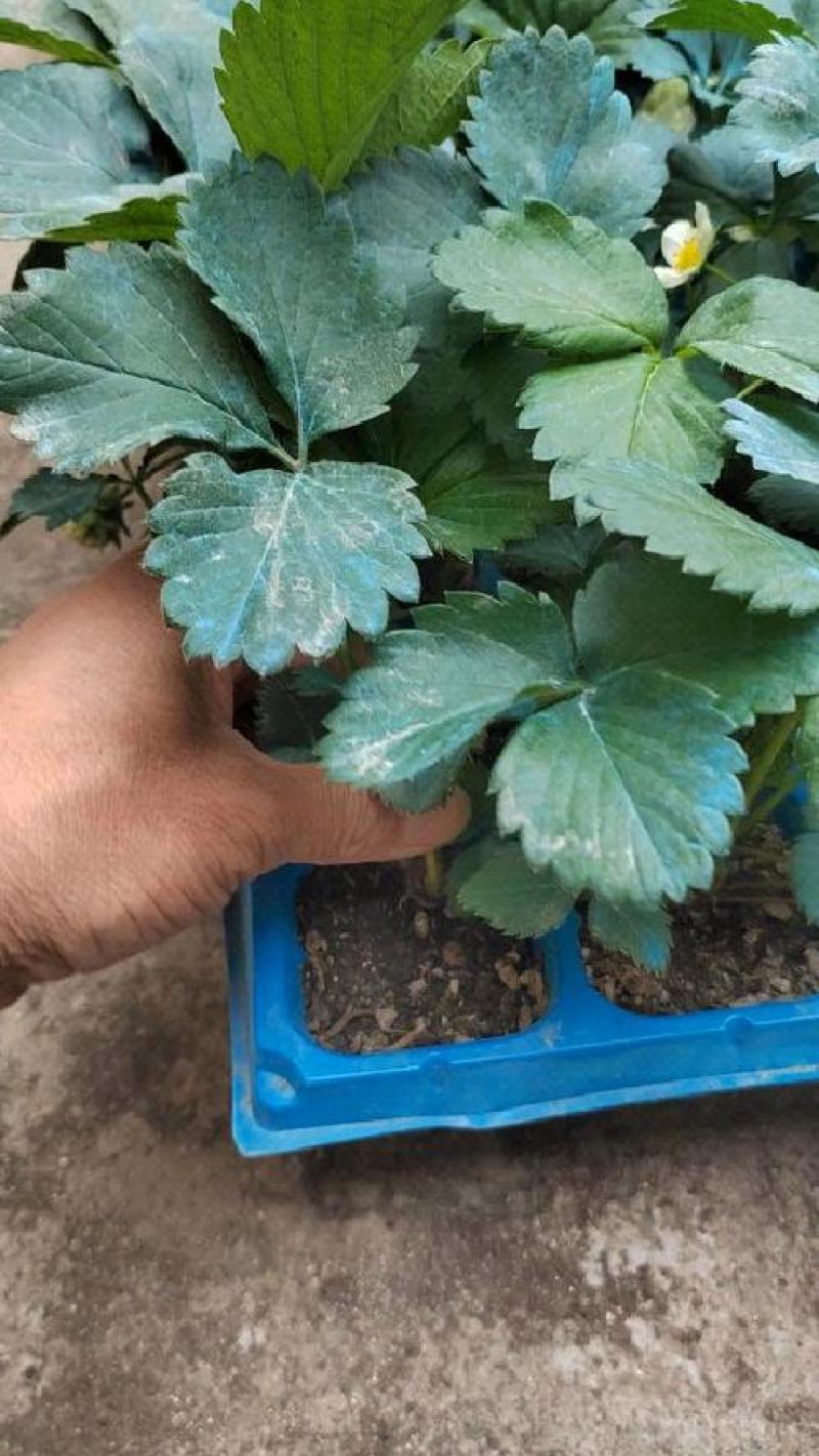 直销黑珍珠草莓苗黒巴拉隋珠甜宝红颜妙香七草莓苗