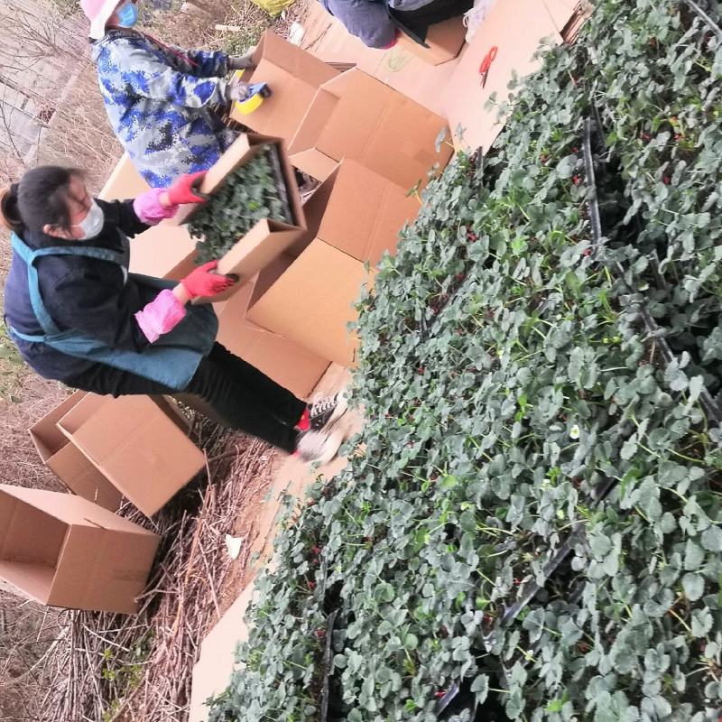 直销黑珍珠草莓苗黒巴拉隋珠甜宝红颜妙香七草莓苗