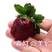 直销黑珍珠草莓苗新品种紫珍珠草莓苗黒巴拉草莓苗
