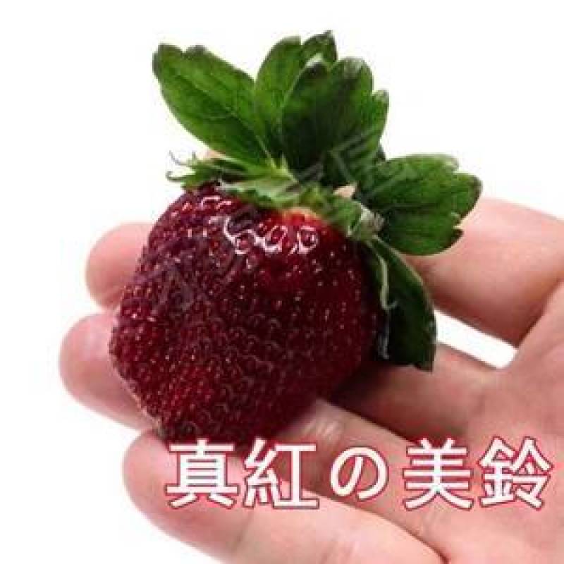 直销黑珍珠草莓苗黒巴拉隋珠甜宝红颜妙香七草莓苗