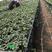 直销黑珍珠草莓苗新品种紫珍珠草莓苗黒巴拉草莓苗