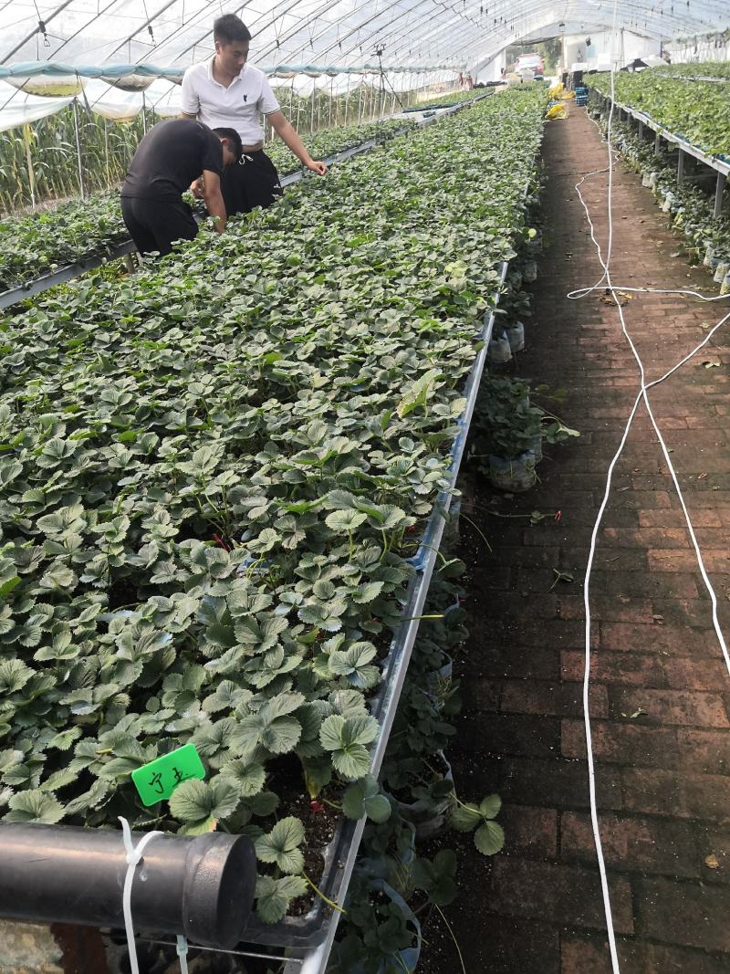 直销黑珍珠草莓苗黒巴拉隋珠甜宝红颜妙香七草莓苗