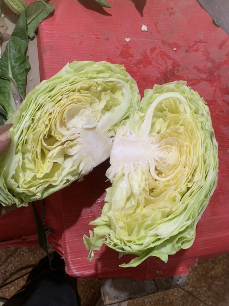 绿圆薄皮（松包菜)