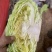 绿圆薄皮平包菜（脆莲花白)