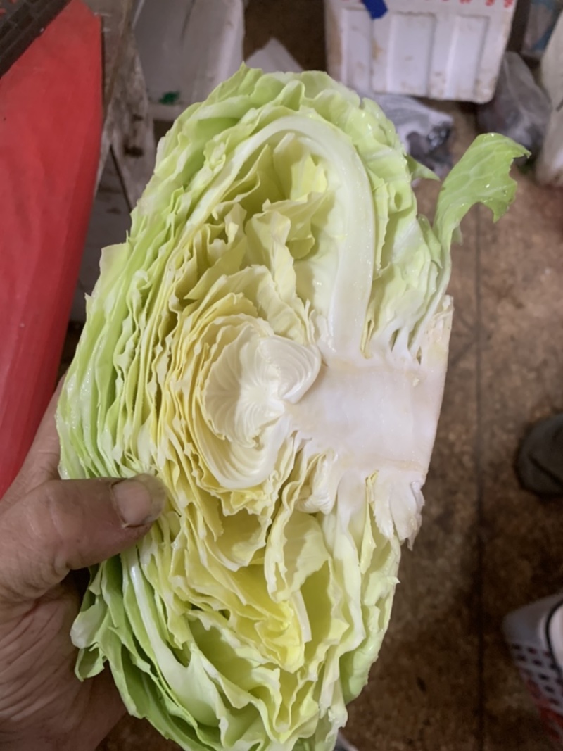 绿圆薄皮平包菜（脆莲花白)