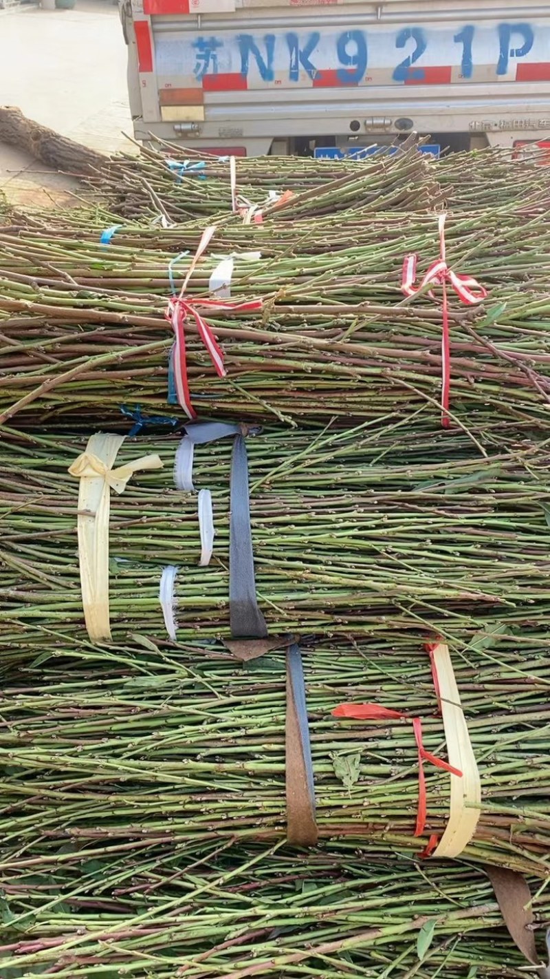 桃树桃枝