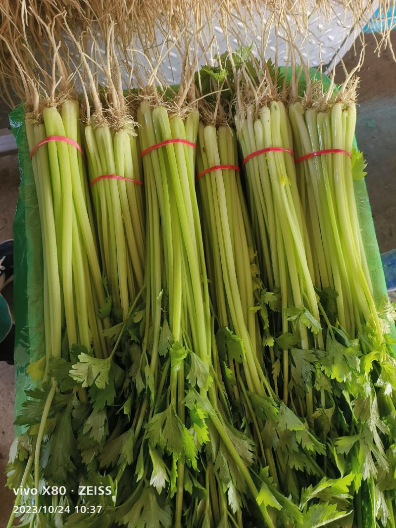 万亩精品香芹大量供应，一年四季有货，质量非常好，要的老板