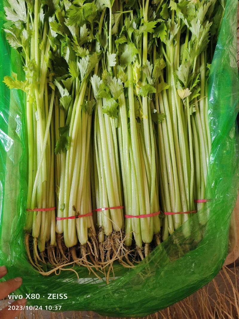 万亩精品香芹大量供应，一年四季有货，质量非常好，要的老板