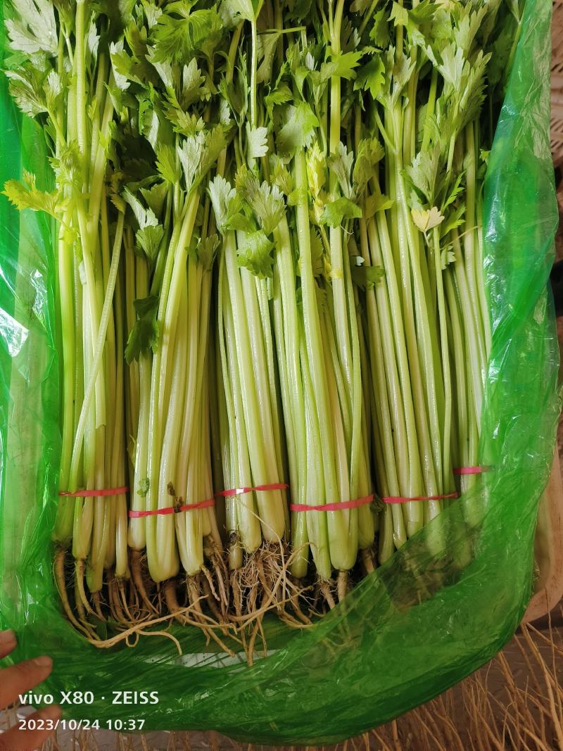 万亩精品香芹大量供应，一年四季有货，质量非常好，要的老板