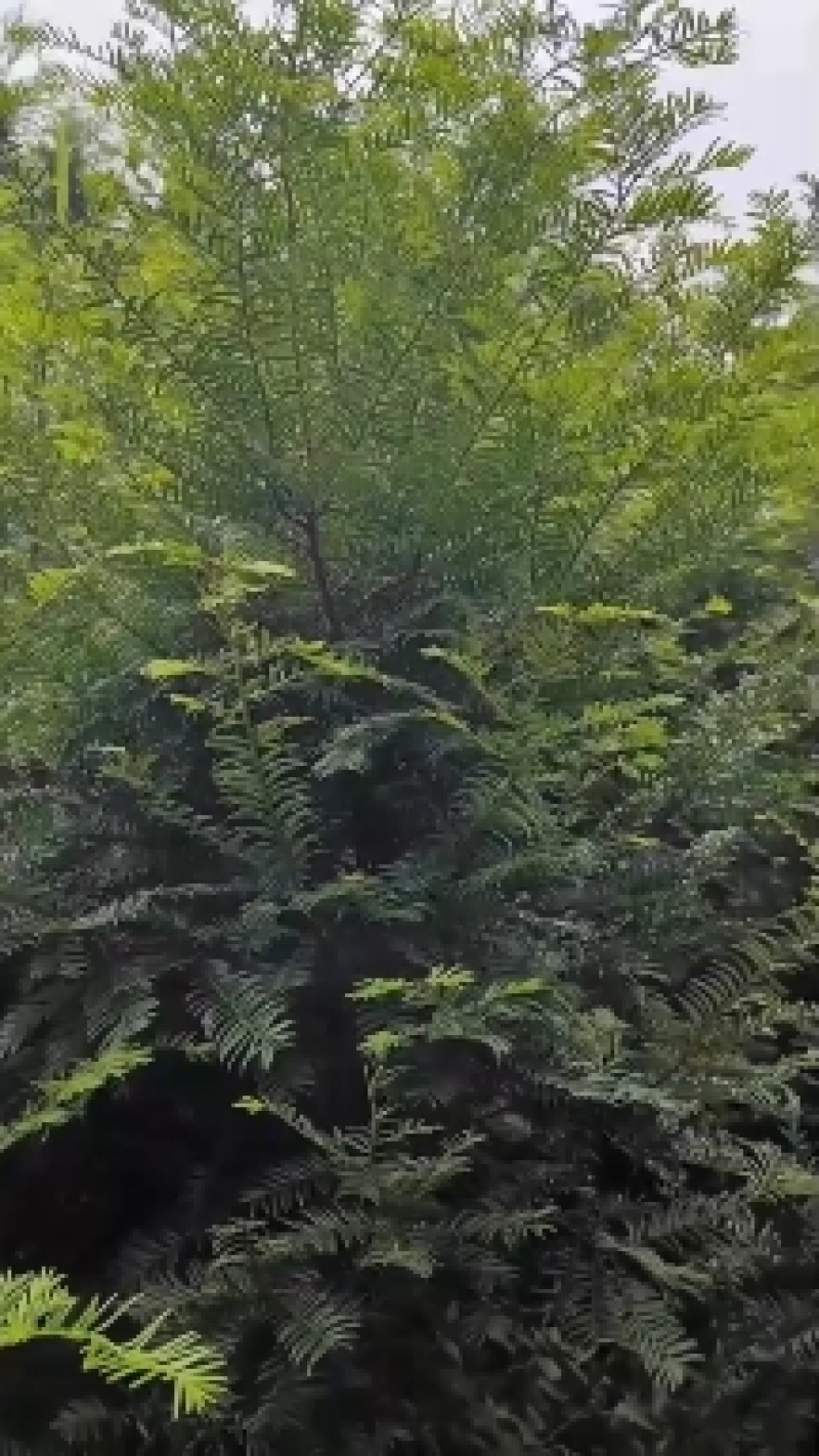 丛生红豆杉容器苗批发红豆杉供应红豆杉出售红豆杉基地
