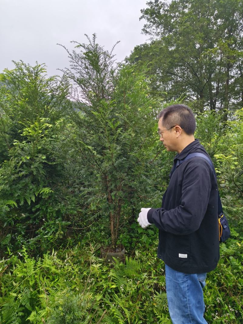 丛生红豆杉容器苗批发红豆杉供应红豆杉出售红豆杉基地