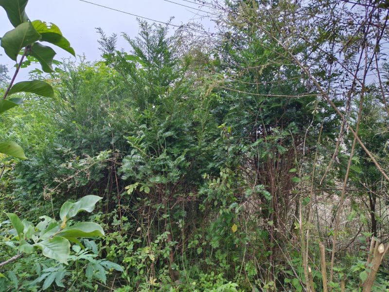 丛生红豆杉容器苗批发红豆杉供应红豆杉出售红豆杉基地