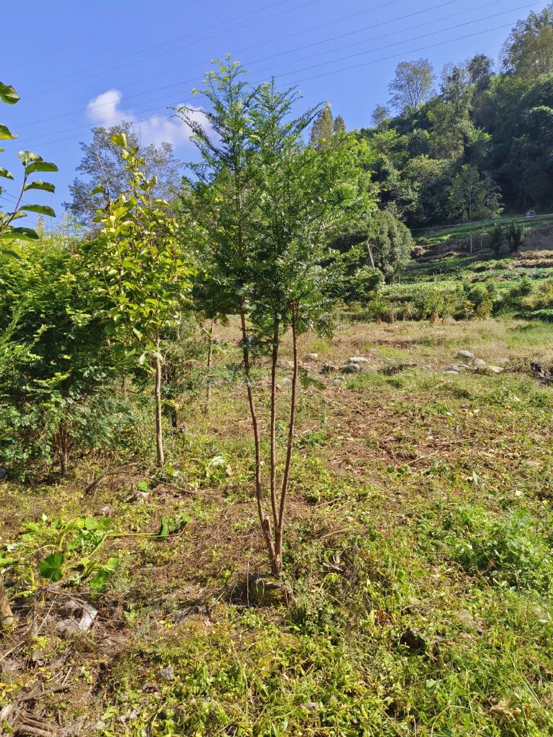 丛生红豆杉容器苗批发红豆杉供应红豆杉出售红豆杉基地