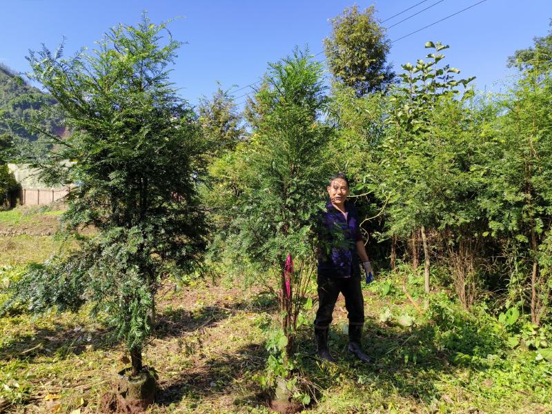 丛生红豆杉容器苗批发红豆杉供应红豆杉出售红豆杉基地