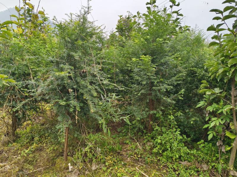 丛生红豆杉容器苗批发红豆杉供应红豆杉出售红豆杉基地