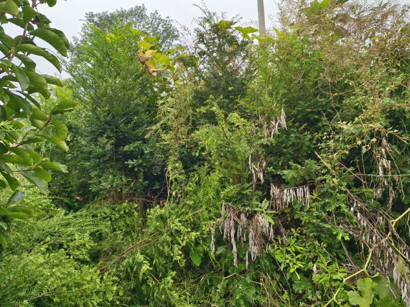 丛生红豆杉容器苗批发红豆杉供应红豆杉出售红豆杉基地