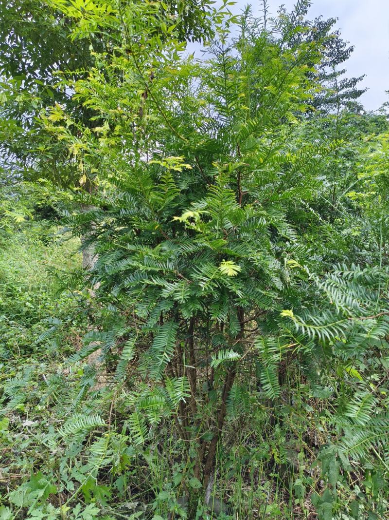 丛生红豆杉容器苗批发红豆杉供应红豆杉出售红豆杉基地