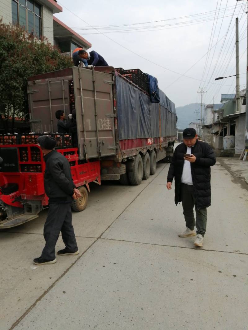 湘西纽荷尔橙子大量上市