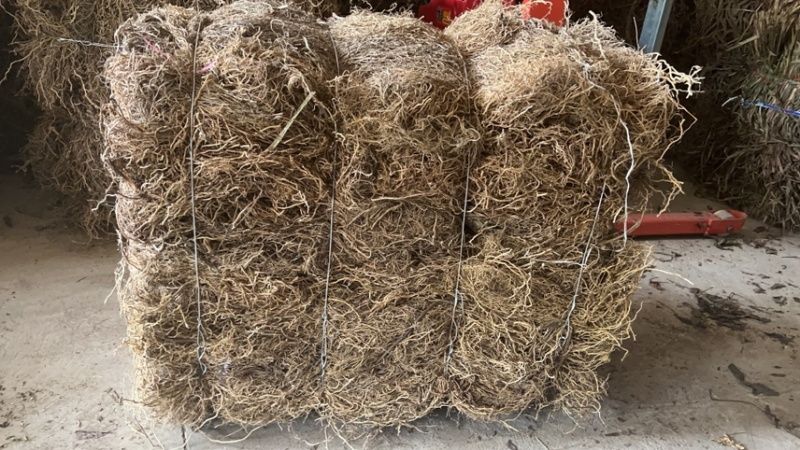牛尾菜苗，牛尾蕨，龙须蕨，蕨菜种苗，基地供货，质量保证