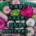 冰激凌萝卜上市，脆甜可口，礼盒包装，送礼佳品。