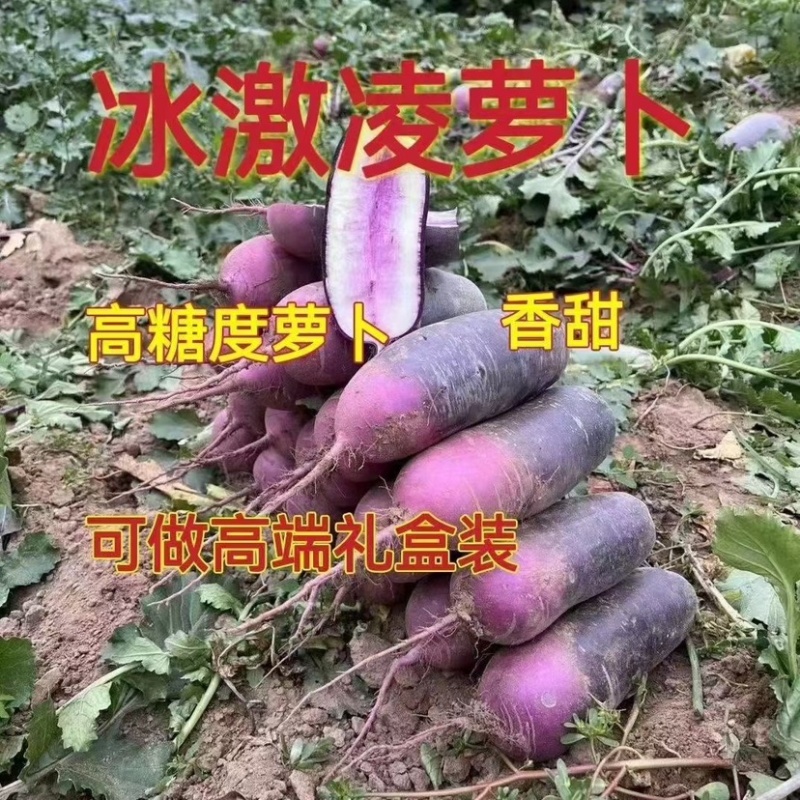 冰激凌萝卜上市，脆甜可口，礼盒包装，送礼佳品。