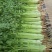 江苏芹菜精品货小香芹大量供货实力代发全国电商超市