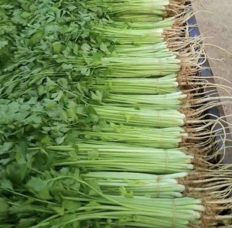 江苏芹菜精品货小香芹大量供货实力代发全国电商超市