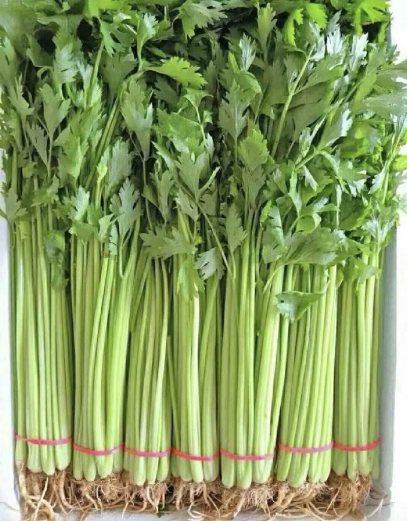 江苏芹菜精品货小香芹大量供货实力代发全国电商超市