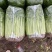 江苏芹菜精品货小香芹大量供货实力代发全国电商超市