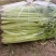 江苏芹菜精品货小香芹大量供货实力代发全国电商超市