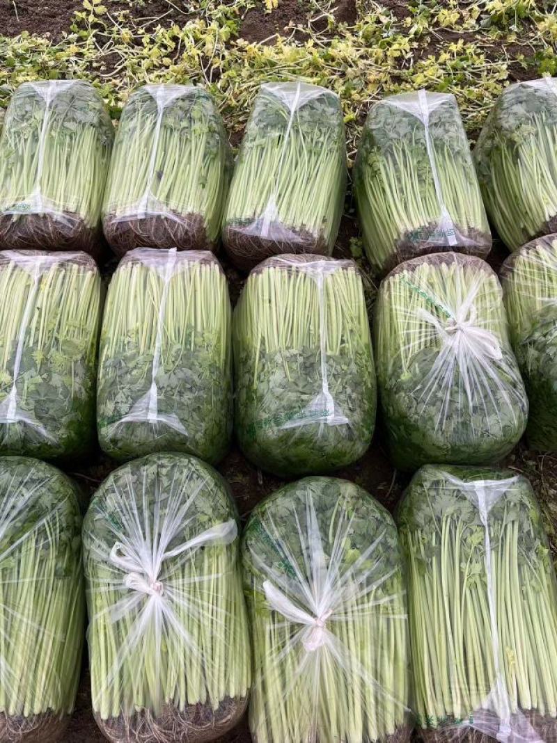 江苏芹菜精品货小香芹大量供货实力代发全国电商超市