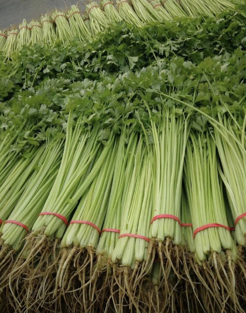 江苏芹菜精品货小香芹大量供货实力代发全国电商超市
