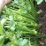 江苏芹菜精品货小香芹大量供货实力代发全国电商超市