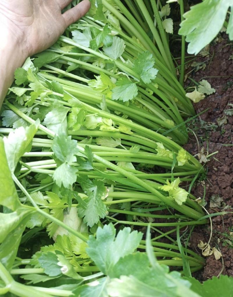 江苏芹菜精品货小香芹大量供货实力代发全国电商超市