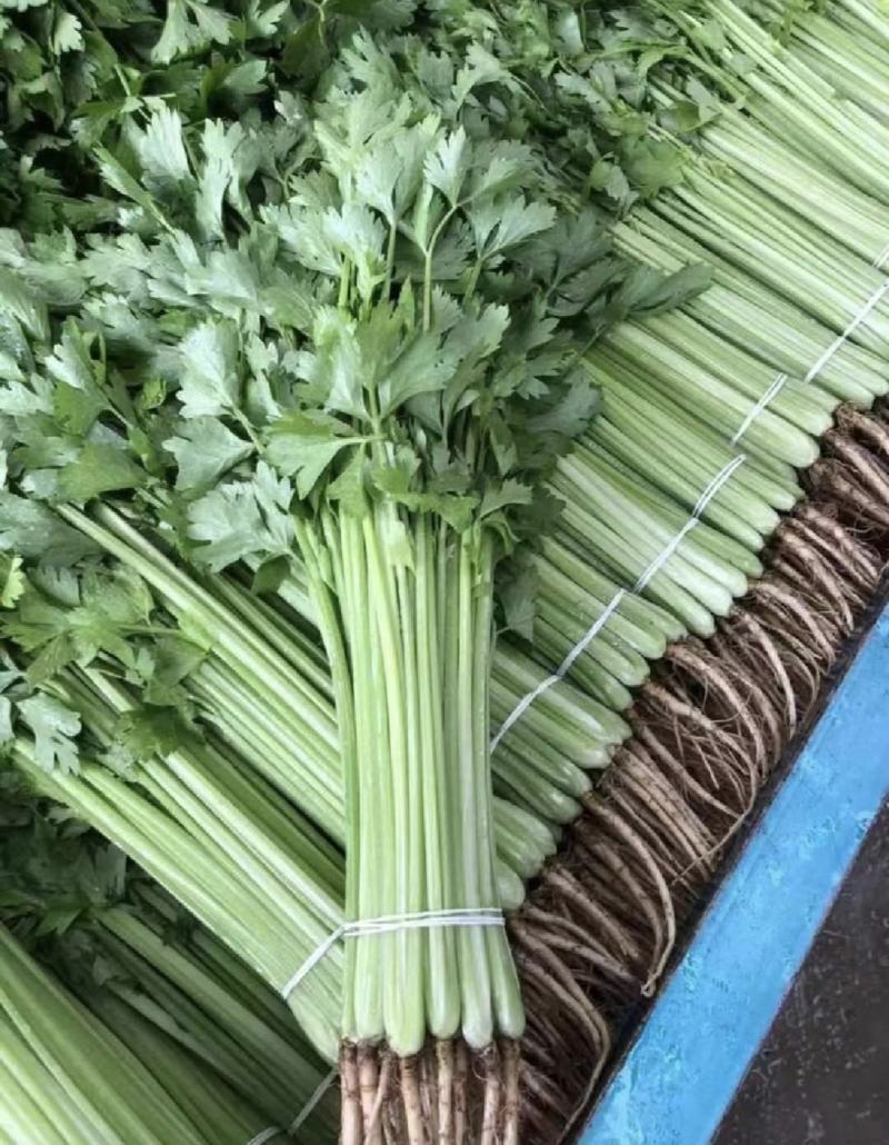 江苏芹菜精品货小香芹大量供货实力代发全国电商超市