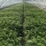 江苏芹菜精品货小香芹大量供货实力代发全国电商超市