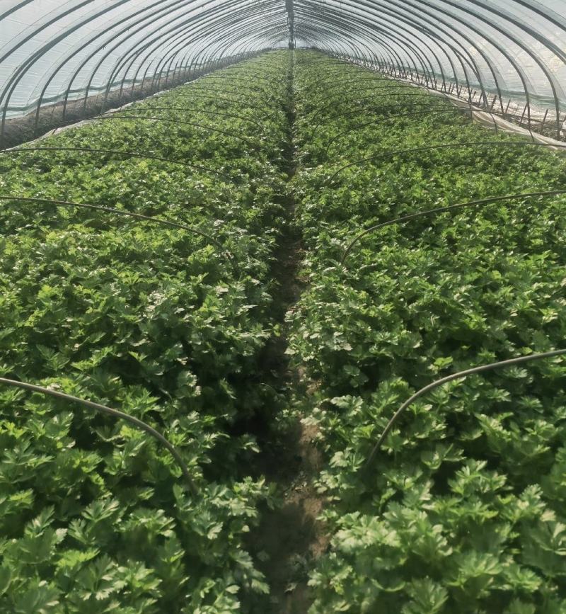 江苏芹菜精品货小香芹大量供货实力代发全国电商超市