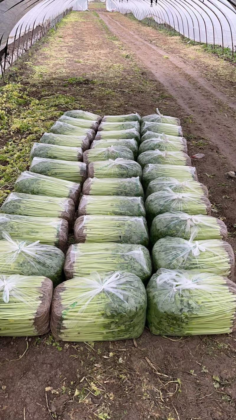 江苏芹菜精品货小香芹大量供货实力代发全国电商超市