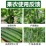 苦瓜嫩直长苦瓜专用肥保花保果膨大剂膨大素苦瓜增产抗病防畸