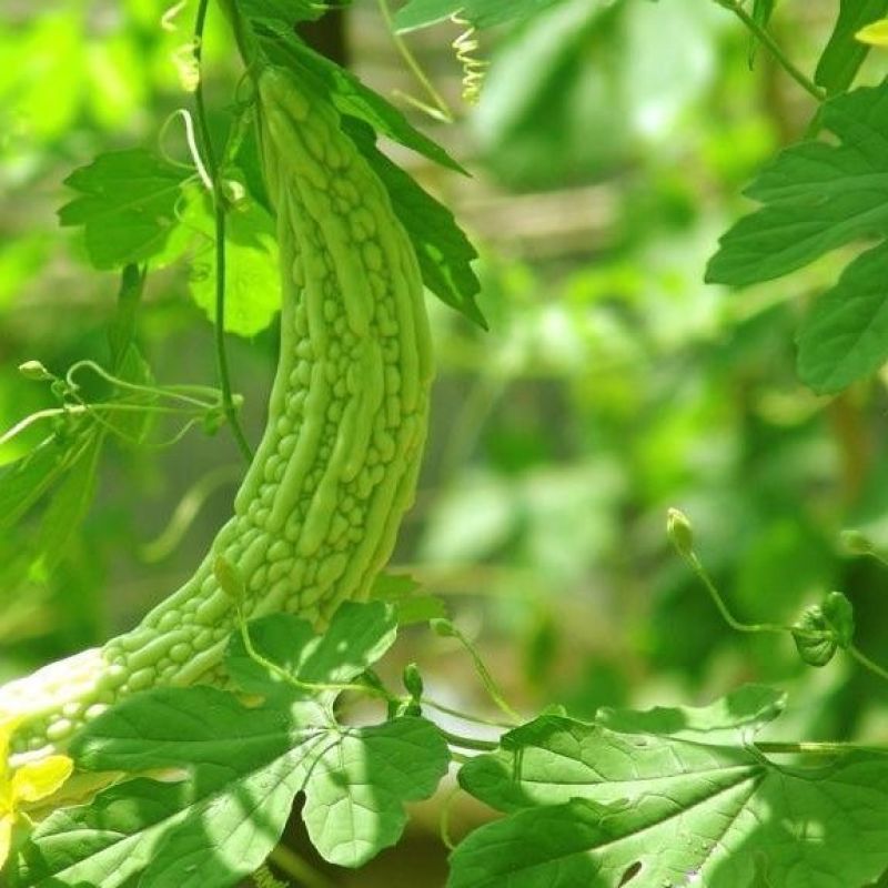 苦瓜嫩直长苦瓜专用肥保花保果膨大剂膨大素苦瓜增产抗病防畸