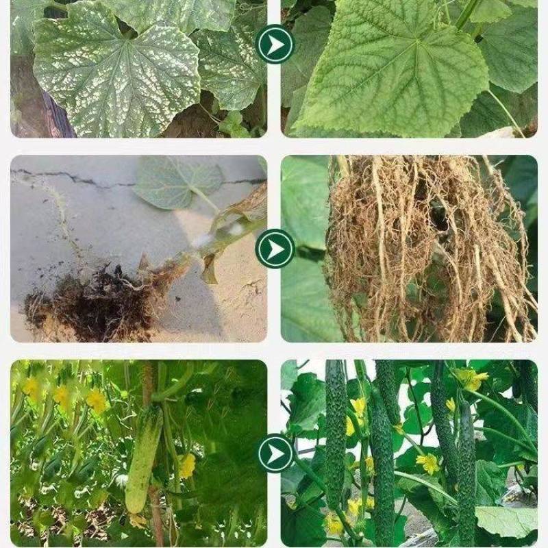 苦瓜嫩直长苦瓜专用肥保花保果膨大剂膨大素苦瓜增产抗病防畸