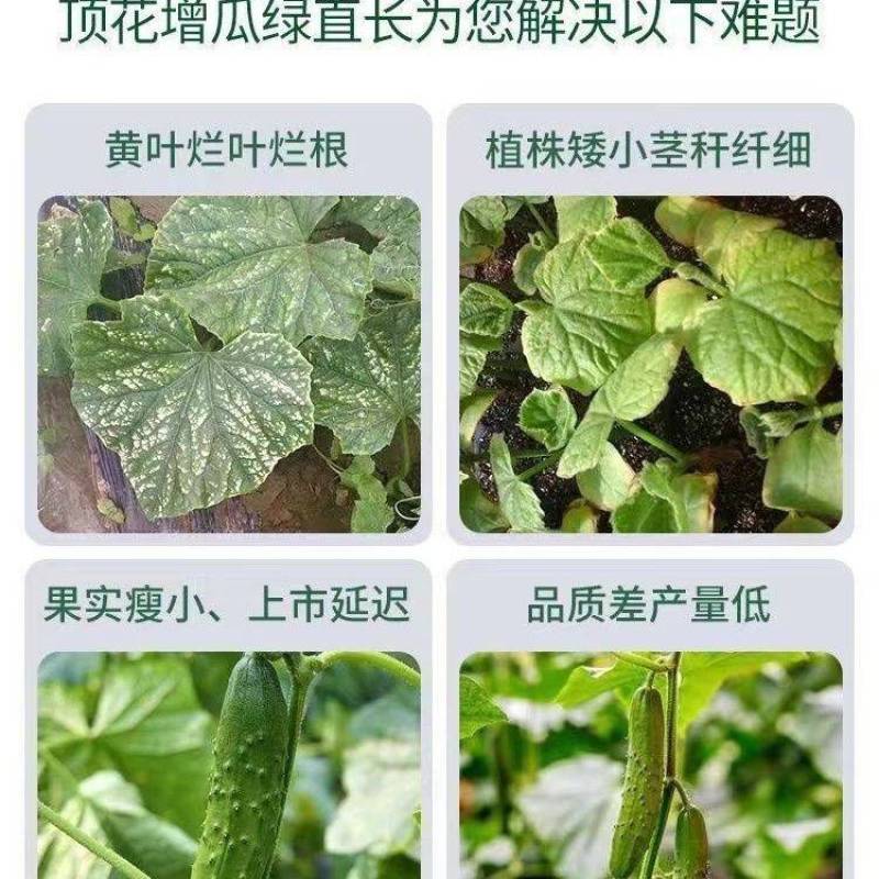 苦瓜嫩直长苦瓜专用肥保花保果膨大剂膨大素苦瓜增产抗病防畸