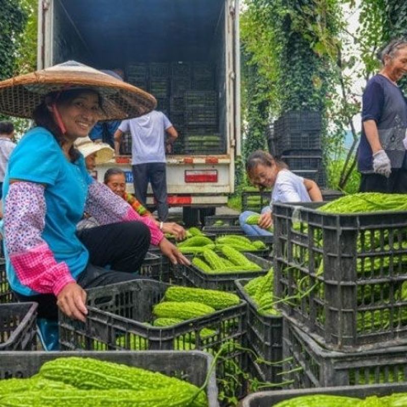 苦瓜嫩直长苦瓜专用肥保花保果膨大剂膨大素苦瓜增产抗病防畸