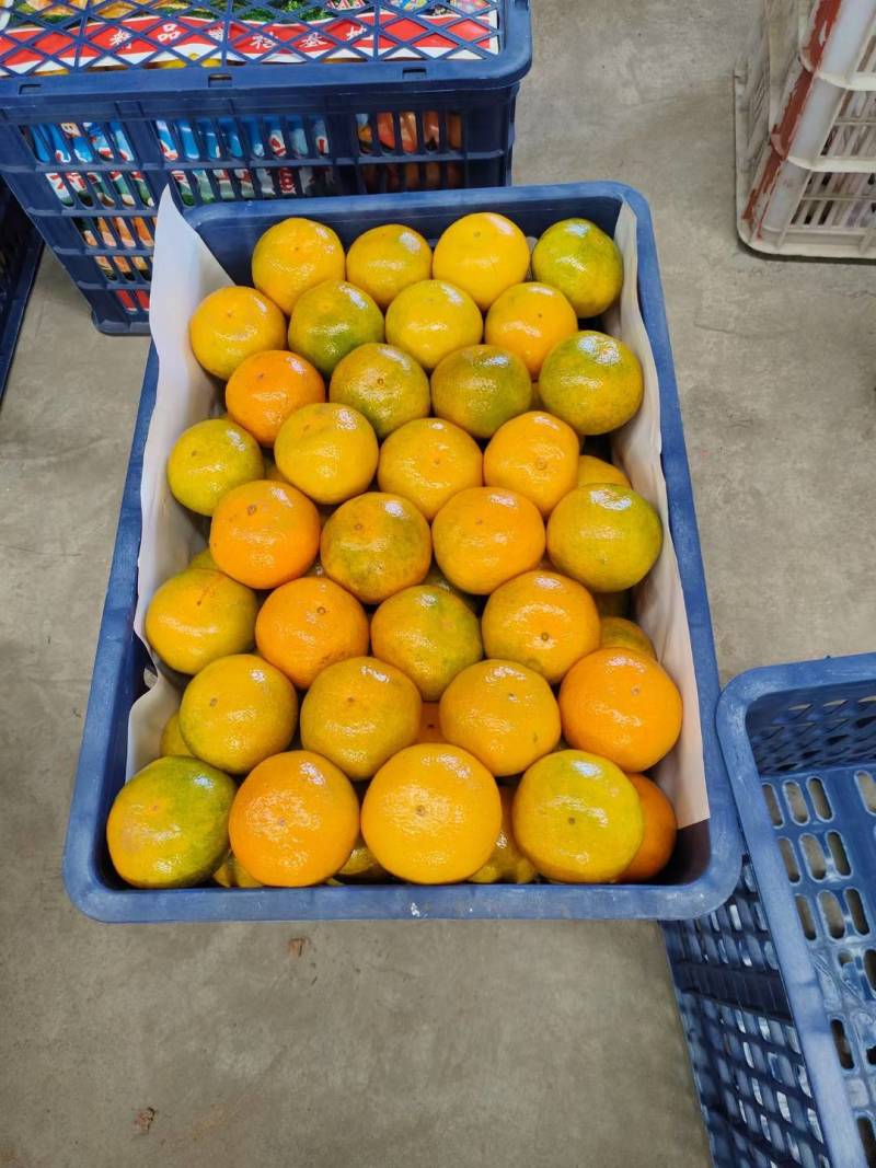 湖北丹江口纯甜高山蜜桔产地直发品质保证一手货源